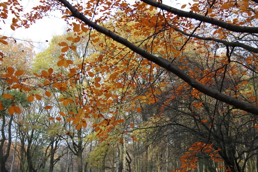 Tak wygląda park Zielona w jesiennych barwach