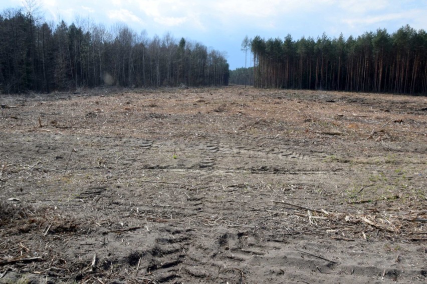Trwają przygotowania do budowy obwodnic Starachowic i Wąchocka. Na razie wycinane są drzewa ale widać już ślad nowej trasy (ZDJĘCIA)