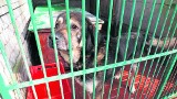Schronisko dla psów w Białogardzie jest już ponownie zarejestrowane