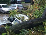 Kłodzko: Drzewo spadło na auta. Cztery samochody zniszczone