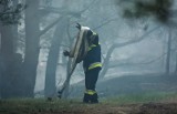 Spłonęło kilka hektarów młodnika w miejscowości Słończ w gm. Dąbrowa Chełmińska 