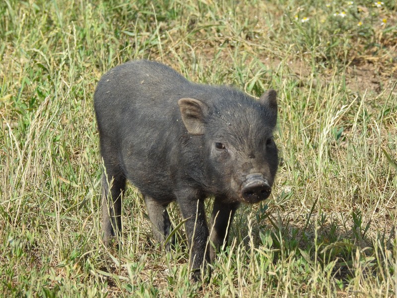 Wrocław: Mnóstwo świnek w schronisku. Szukają chętnych do adopcji