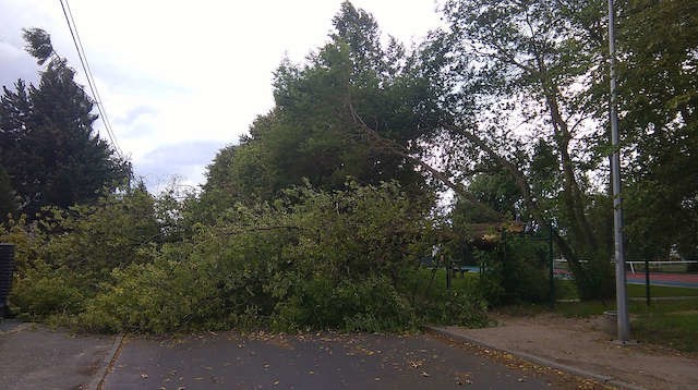 Podczas silnego podmuchu wiatru złamało się  drzewo na ulicy Polanka i całkowicie zablokowało przejazd
