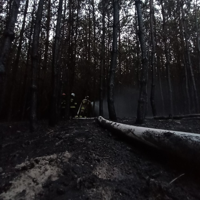 Pożar lasu w powiecie chełmskim. Akcja gaśnicza trwała ponad cztery godziny