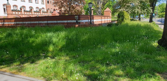 Czy to  busz? Tak wyglądają trawniki w Słupsku - pisze czytelnik.