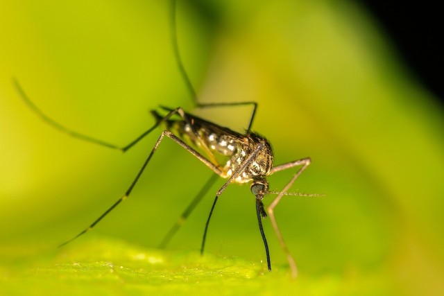 Co zrobić, by odstraszyć komary? Na szczęście istnieje kilka sposobów, by radzić sobie z tymi nieproszonymi gośćmi. Spróbuj wypróbować te triki, by owady dały nam spokój. Szczegóły na kolejnych stronach ----->