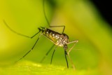 Oto najlepsze sposoby na komary. Tak odstraszysz te owady z domu i ogrodu - mamy sprawdzone triki [9.05.24]