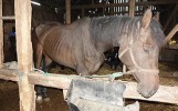 17 koni umierało z głodu! "Pogotowie dla zwierząt" odebrało zwierzęta rolnikowi z Obrzycka (29.09.2020)