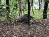 Dzik grasował po Szczecinku. Szybka akcja policjantów i strażników miejskich