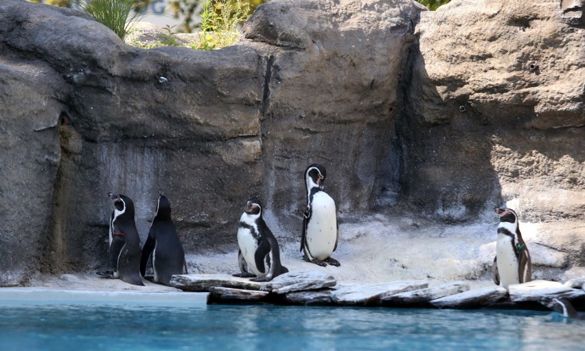 Zwierzęta śląskiego zoo