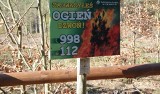 Wysokie temperatury mogą doprowadzić do pożarów lasów 
