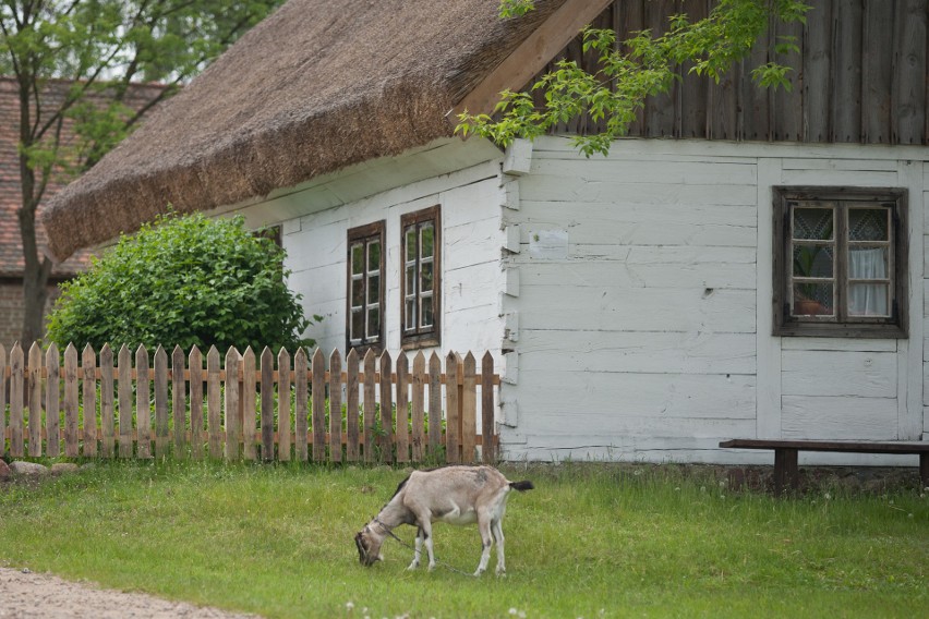 Kujawsko-Pomorskie muzea pod chmurką. Tutaj możesz się wybrać z dziećmi w weekend [zdjęcia]