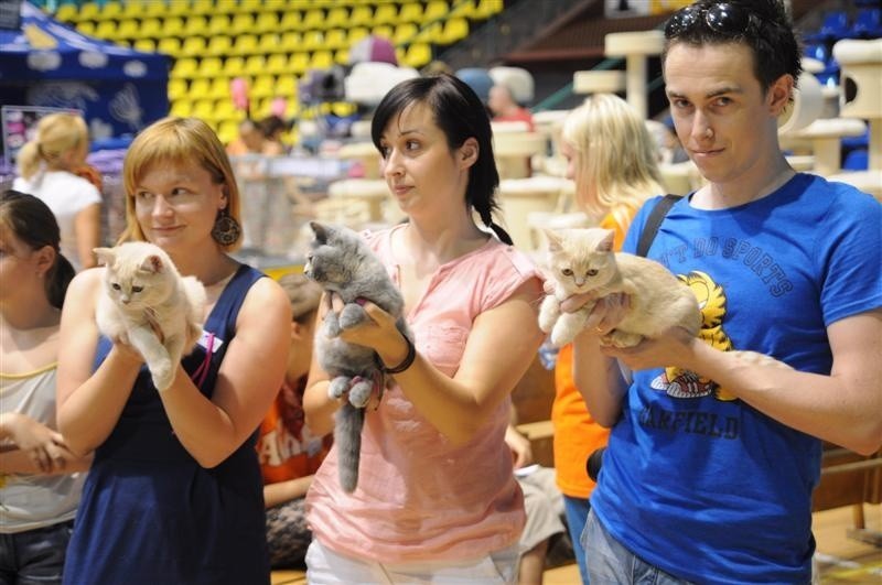 400 kotów na wystawie w opolskim Okrąglaku
