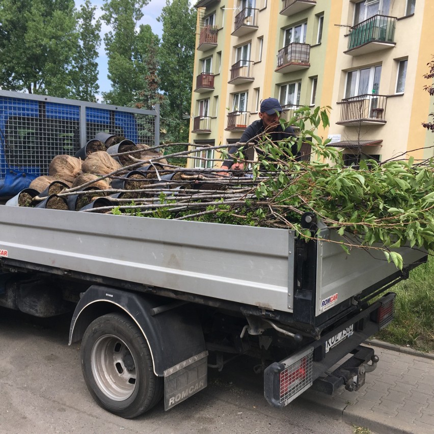 Dąbrowa Górnicza: ponad 100 drzew i 300 krzewów pojawiło się...