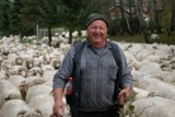 1200 owiec idzie przez Wysową do Ropek. Baca Józef Klimowski ruszył z redykiem z Czarnego w kierunku Nowego Targu