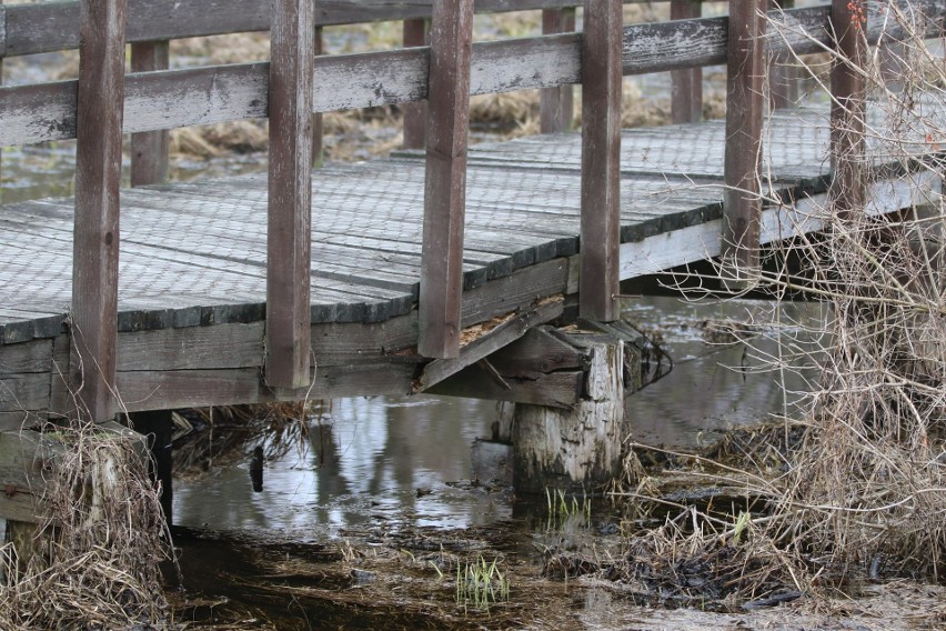 Kładka wśród bagien w Kurowie została zamknięta