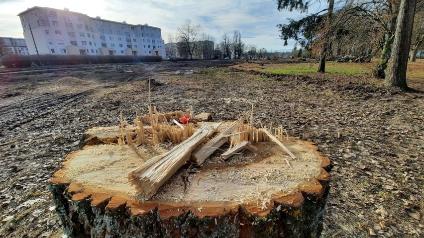 W 2020 r. w Gorzowie zniknęło ponad 2 tys. drzew....