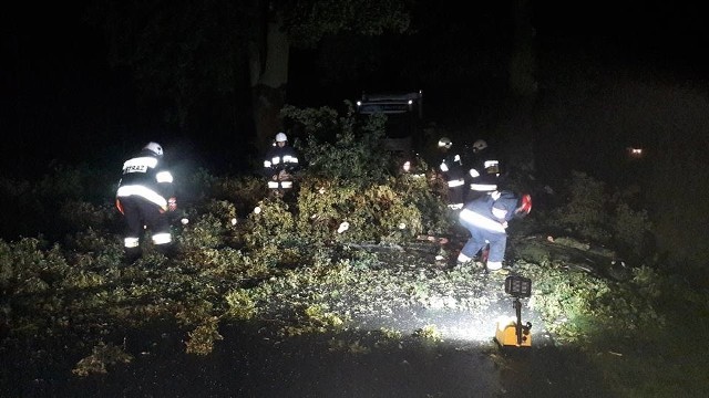 Pracowity wieczór i noc mieli wczoraj strażacy. Usuwali skutki burz, deszczów i wiatrów w całym powiecie. Wyjeżdżali 26 razy. Zaczęło się w Kiełpiu, gdzie oberwany konar drzewa zwisał nad linia energetyczną. Tragicznie mogła skończyć się podróż dla mężczyzny, który jechał przez Starogród swoim fiatem stilo. Na jego jadące drogą powiatową auto zwalił się konar drzewa. Spadł na przód samochodu, a kierowca uniknął obrażeń i sam opuścił pojazd. Ruch został zablokowany. Strażacy piła usunęli konar. Straty oszacowano na 3 tys. złotych. Do budynku wielorodzinnego w Chełmnie, przy ul. Chociszewskiego wezwano strażaków do wypompowania wody z trzech mieszkań. Zostały zalane po tym, jak wybiła woda z kanalizacji. Nie było możliwości wypompowania jej pompą, ponieważ była zbyt niska i zrobili to wiadrami. Na  miejsce dotarli również pracownicy Zakładu Wodociągów i Kanalizacji w Chełmnie, którzy oczyścili studzienki kanalizacyjne.Leżące na drogach drzewa strażacy usuwali w Płutowie, Klamrach, Gołotach, Kałdusie, Jeleńcu, Grzybnie, Trzebczu Szlacheckim, Kijewie Królewskim, w Chełmnie przy ul. Łunawskiej, jak również w  Unisławiu przy ul. Żwirki i Wigury. Powalonych drzewa trzeba było ponadto pozbyć się z jezdni w Starogrodzie Dolnym, Kałdusie, Kijewie Królewskim, Grubnie, Wierzbowie, a także w Chełmnie przy ulicach: Osonowskiej, Nad  Browiną, Dworcowej oraz dwukrotnie przy ul. Jastrzębskiego.Z kolei oberwany konar zwisający nad ulicami wymagały interwencji strażackiej w Chełmnie przy ul. Jastrzębskiego.W Chełmnie przy ulicach: Dworcowej i Łunawskiej drzewo groźnie pochyliło się nad linią energetyczną. Poza tym, na ul. Osnowską w Chełmnie spadła linia telefoniczna.