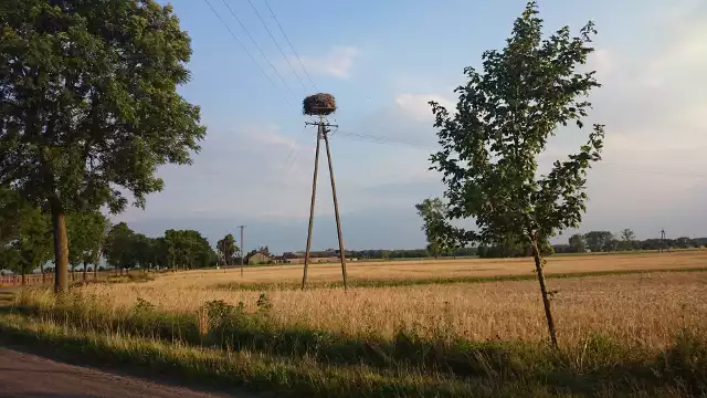 Powiat żuromiński słynie z pięknej przyrody, ale przyciąga również miłośników historii