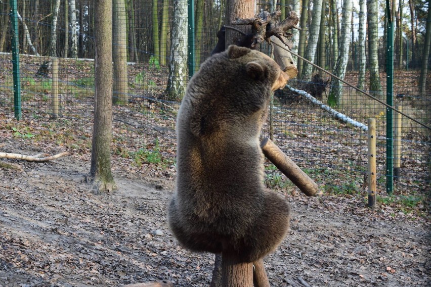 W poznańskim zoo już nie ma małej niedźwiedzicy, gdyż... [ZDJĘCIA]