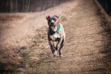 Wyszedł na spacer z psem i już nie wrócił. Czy amstaff zagryzł właściciela we Wschowie?