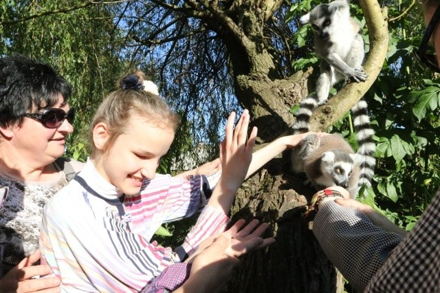 - Superimpreza. Nasza Kinga była taka szczęśliwa, kiedy karmiła lemury - mówi pani Jadwiga.