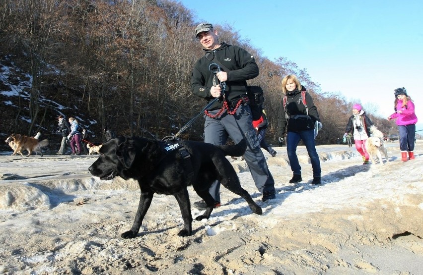 Pomorski Puchar Dogtrekkingu w Gdyni. Psy i ich właściciele maszerowali Polanką Redłowską [ZDJĘCIA]