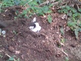 Zdechł kotek, którego ktoś zakopał żywcem w ziemi