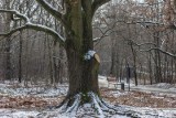 Kraków. Dźgał kretowiska kijami. Musieli interweniować mundurowi