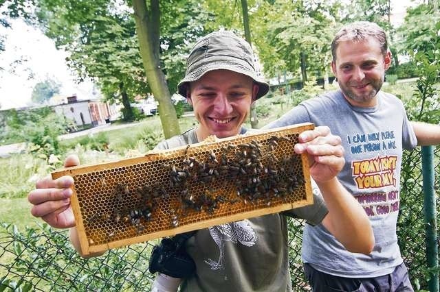 - Nasze pszczoły są bardzo przyjazne - zapewnia Barbara Wilbrandt, kierownik Ogrodu Botanicznego UKW, gdzie można dziś zajrzeć nie tylko do pasieki pszczół miodnych, ale i zobaczyć, a nawet nauczyć się budować gniazda dla dziko żyjących murarek