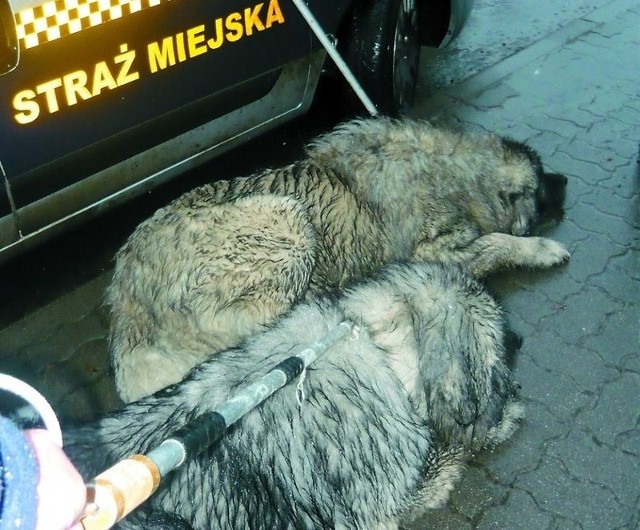 Za brak wystarczającego dozoru nad zwierzętami, ukarany został mandatem.