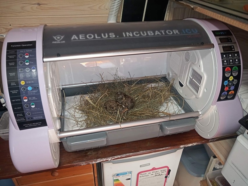 Inkubator dla małych zwierząt trafił do Patrolu Eko w...