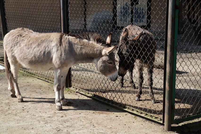 Wiosenna sobota w Starym Zoo