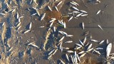Katastrofa ekologiczna w Nidzie. Zginęło kilkadziesiąt tysięcy ryb (ZDJĘCIA)