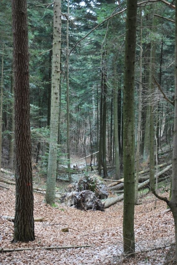 W Światowy Dzień Lasu. Spacerowali po pięknych świętokrzyskich lasach, bo im na nich zależy. Zobaczcie zdjęcia