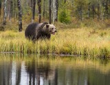 Sennik - niedźwiedź. Co oznaczają sny o niedźwiedziu?