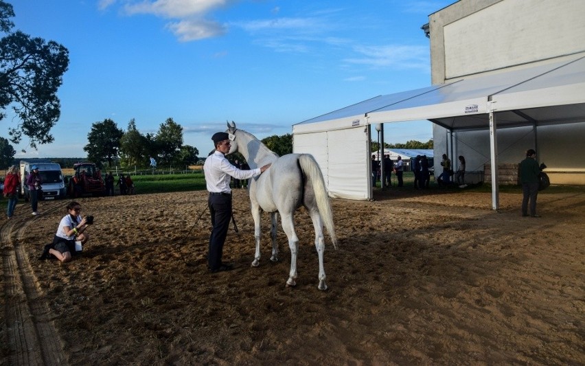 Aukcja koni arabskich w Janowie Podlaskim: Emira sprzedana za 550 tys., a potem za 225 tys. euro 