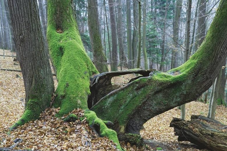 Rodzina na górskiej wycieczce przekroczyła granicę ze Słowacją. Nawet tego nie wiedzieli. Sanepid wysłał ich z urlopu na kwarantannę