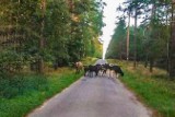 Stado krów w gminie Koczała/Biały Bór uciekło do lasu. Trwają poszukiwania właściciela