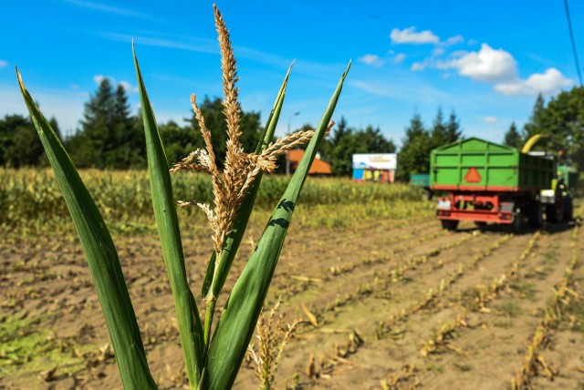 Suszę najbardziej odczuły m.in. uprawy kukurydzy, rzepaku, ziemniaków. Gigantyczny problem mają również sadownicy, których owoce wręcz ugotowały się na krzewach i drzewkach