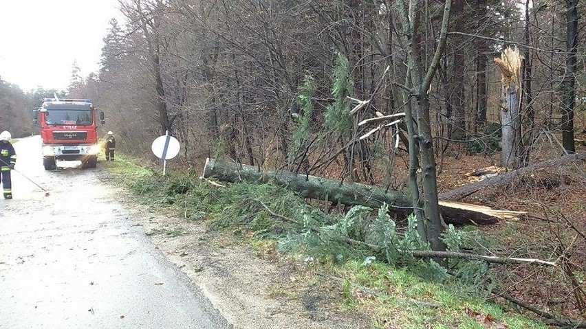 Wiatr powala drzewa także w Przemyślu. Strażacy pracowali...
