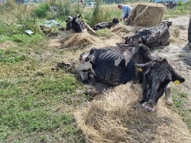 Kwik. Znęcanie nad zwierzętami gospodarskimi