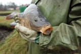 To ostatnie święta z żywym karpiem w wannie? KO popiera zakaz sprzedaży żywych ryb w Polsce! To nie będzie pierwsza taka próba