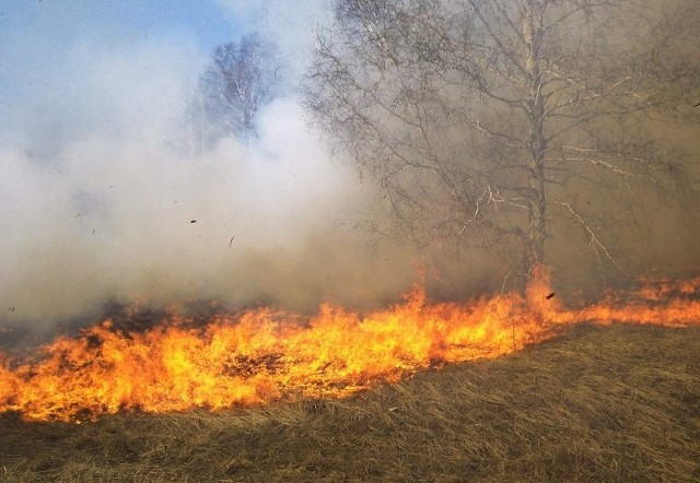 Pod Toruniem płonęły 3 hektary lasu