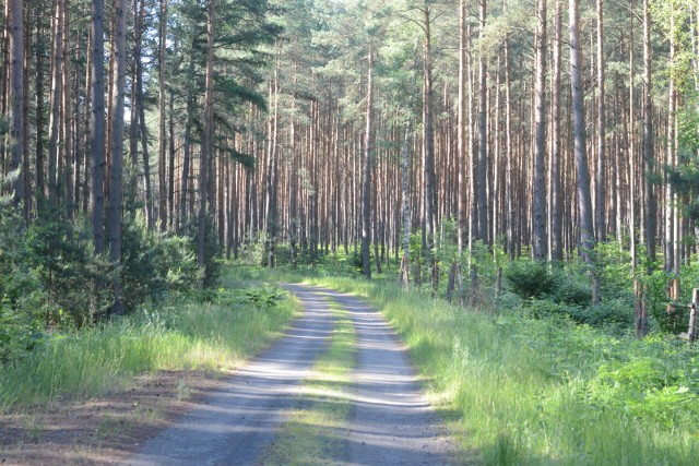 Do incydentu z udziałem rowerzystki miało dojść w lesie w Bydgoszczy