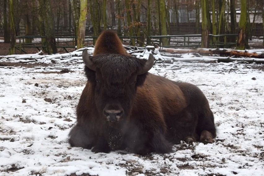 Śnieg zasypał poznański ogród zoologiczny. Od rana po...