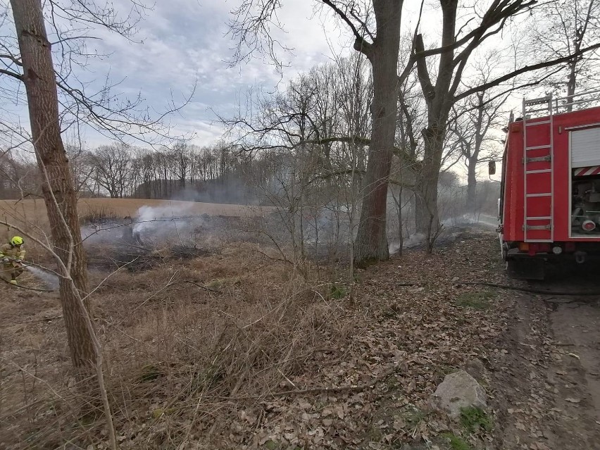 Pożar traw koło Czaplinka. Strażacy z OSP gasili ogień [zdjęcia]