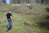 Boją się o swoje dzieci i zwierzęta. Spotkanie w sprawie wilków w Dolsku (wideo)