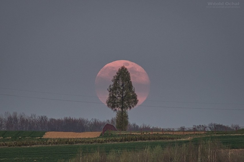 Wyjątkowe zdjęcia różowego Księżyca wykonane w Woli...