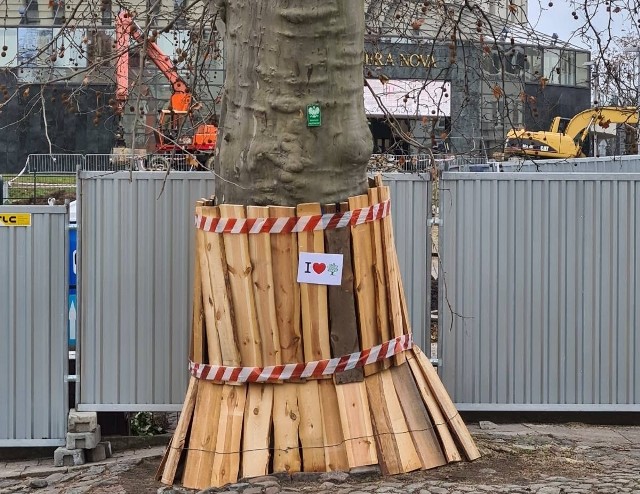 Platan klonolistny, pomnik przyrody w Bydgoszczy, rośnie przy placu budowy IV kręgu opery. Stowarzyszenie MODrzew, które domaga się ochrony drzew podczas prowadzonych inwestycji, oznaczyło drzewo w ramach ogólnopolskiej akcji Walentynki Dla Drzew